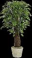 ficus 1